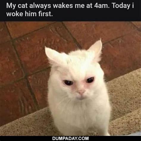 Todays Top 32 Funny Animal Memes
