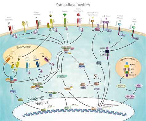 Immune System And Response Natural Defence Cell Mediated