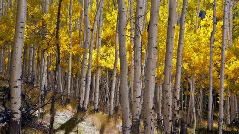 autumn yellow of aspen trees national forest gunnison near lake city hd wallpaper 1920x1080