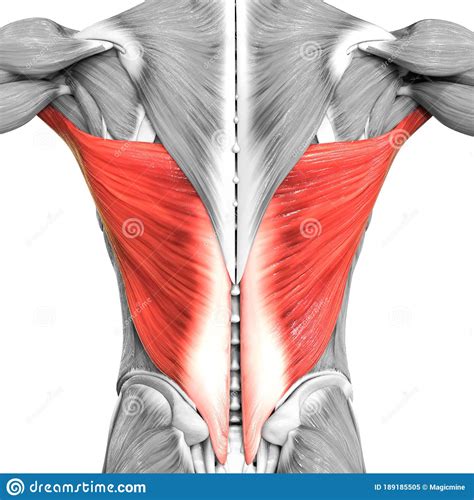 Understanding the back muscles anatomy of the torso for artists. Human Muscular System Torso Muscles Latissimus Dorsi ...