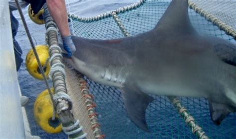 New Species Of Shark Discovered Off South Carolina Coast