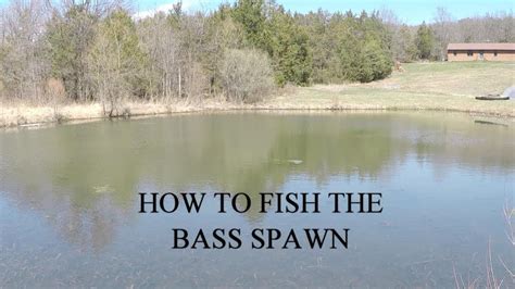 How To Fish The Bass Spawn Youtube