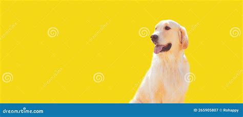 Portrait Of Happy Golden Retriever Dog On Colorful Yellow Background
