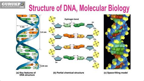 Structure Of Dna Molecular Biology B Sc M Sc Biotechnology Youtube
