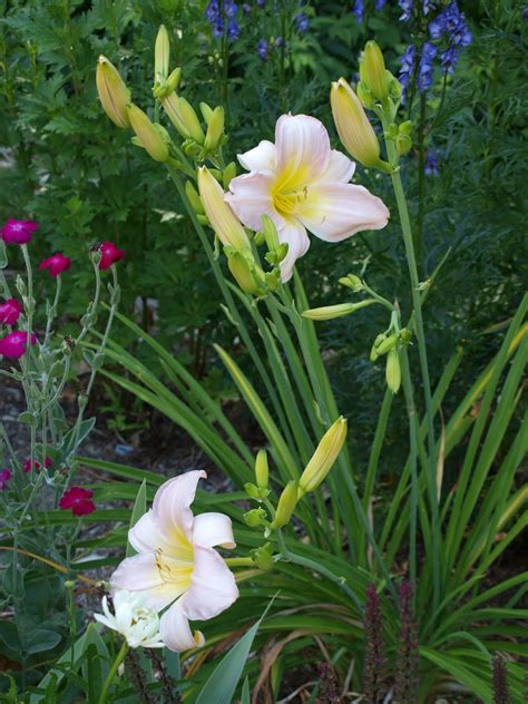 Hemerocallis ‘catherine Woodbury Day Lilies Daylily Garden Plants