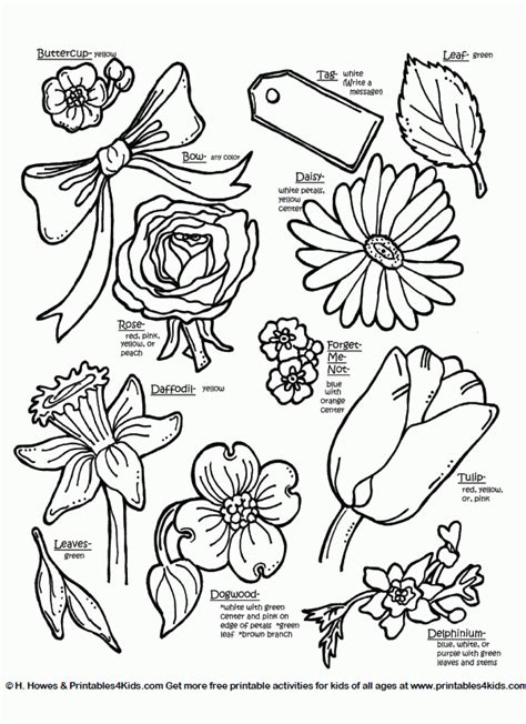 Types Of Flowers Coloring Pages Printable Templates Free