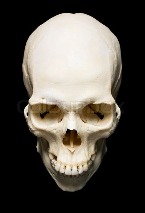 Hvid Virkelige Skull Med Sort Baggrund Stock Foto Colourbox