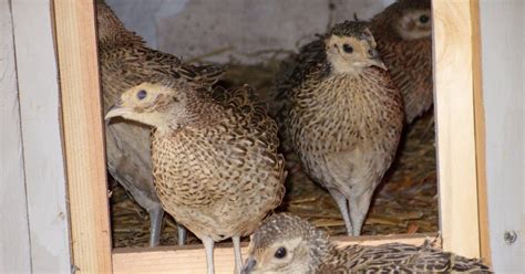 Pheasants Baby Pheasants