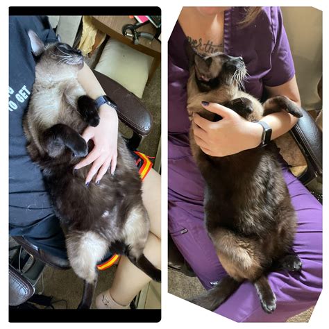 Our 13 Year Old Siamese Cat Was Obese For The Longest Time We Recently