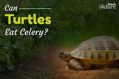 Can Turtles Eat Celery 5 Benefits Full Guide Iadoreanimals