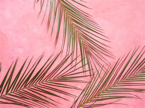 Wallpaper Palm Tree Branches Pastel Leaves Minimalism Hd