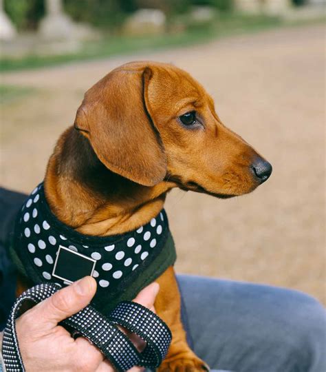 Best Dachshund Harness Options For Safe And Comfortable Walks