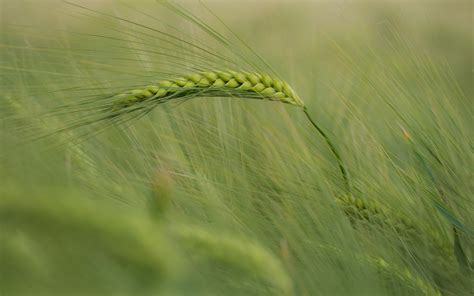 Wallpaper Nature Field Green Wind Corn Wheat Rye Barley Leaf