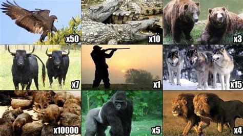 Correctly Ranking The ‘pick 2 Animals To Defend You Meme Coz Theres