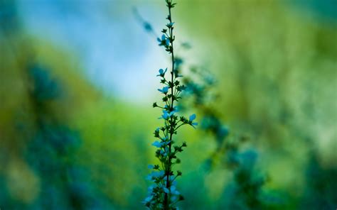 วอลเปเปอร์ แสงแดด ดอกไม้ ธรรมชาติ ท้องฟ้า สาขา สีเขียว สีน้ำ