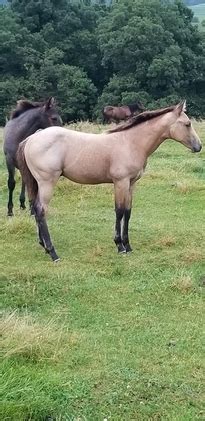 Buckskin (horse), a body color of horses similar to buckskin leather, the animals also have a black mane and tail. Buckskin Roan Colt | HorseClicks
