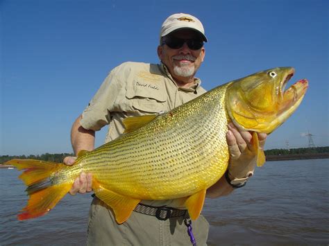 Choosing the best mahi mahi lures, bait, rigs, and line. Golden Dorado of Salto Grande, Uruguay River | Fishing the ...