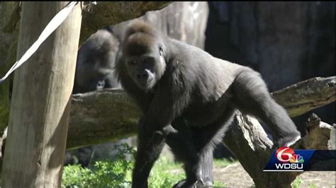 Audubon Zoo Prepares To Welcome Baby Gorilla