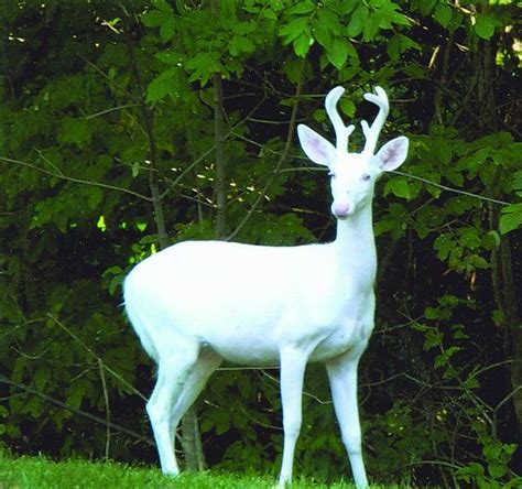 Rare Albino White Tailed Deer Spotted In West Virginia