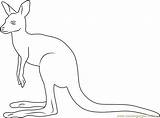 Kangaroo Coloring Look Pages Coloringpages101 Color sketch template