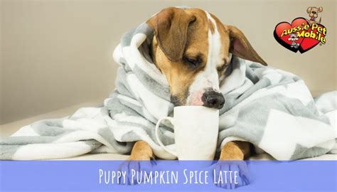 Your pet is part of the family, and should be treated as such. Puppy Pumpkin Spice Latte - Aussie Pet Mobile Bluegrass