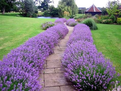Landscaping With Lavender 7 Garden Design Ideas