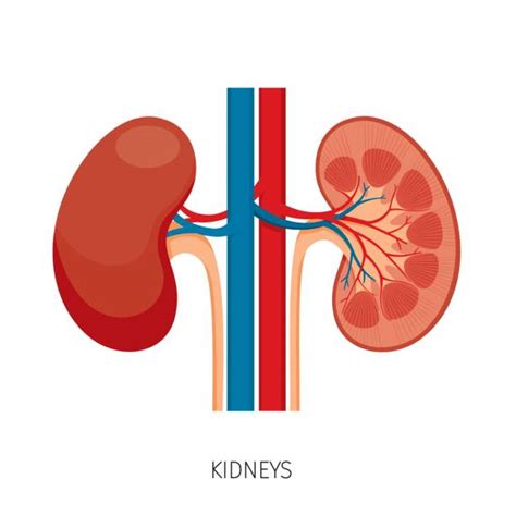 Human Kidney Illustrations Royalty Free Vector Graphics And Clip Art