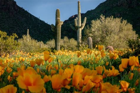 Arizona Wildflower Superbloom