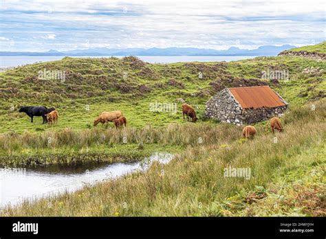 Cattle Grazing By The Coast Near Kildorais In The North Of The Isle Of