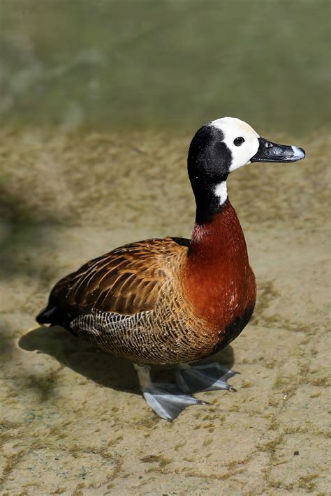 White Faced Whistling Duck Wikipedia