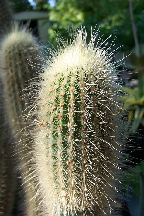 Oregon Cactus Blog That Unnamed Cactus