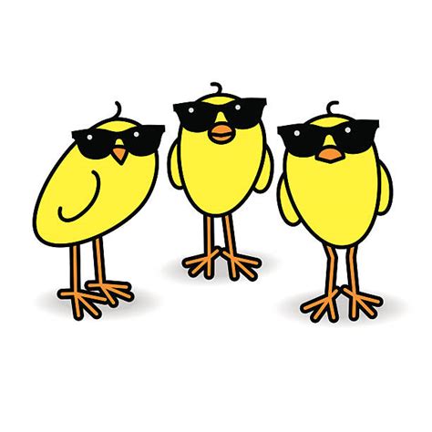 Chicken Sunglasses Cartoon Cool Illustrations Royalty Free Vector