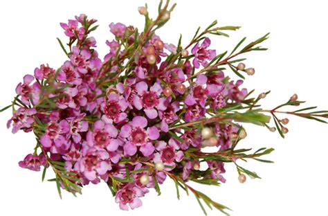 Waxflower Summer Pink Waxflower Flowers And Fillers Flowers By