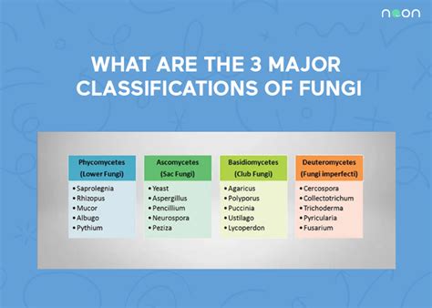 What Are The Major Classifications Of Fungi Noon Academy
