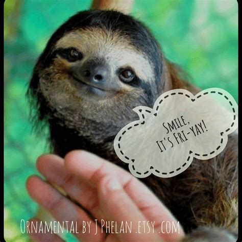 Shop.alwaysreview.com has been visited by 1m+ users in the past month Sloth Costa Rica Pura Vida Sloth Ornaments Sloth Sloth ...