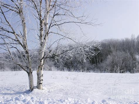 Snow Landscape With Birch Tree Photograph By Steven Puetzer Pixels