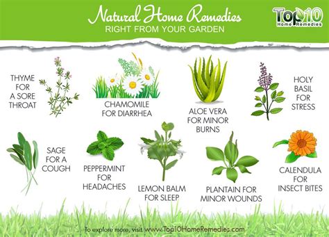 Find the most comprehensive list of ngos in chhattisgarh. 10 Natural Home Remedies Right from Your Garden | Top 10 ...