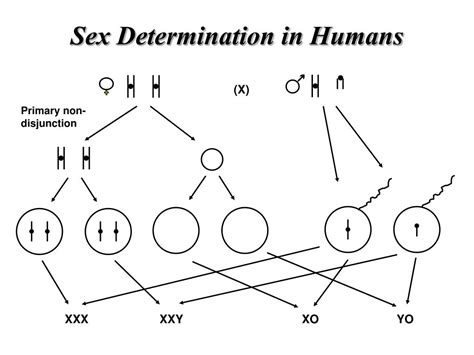 ppt sex determination powerpoint presentation free download id 6389287