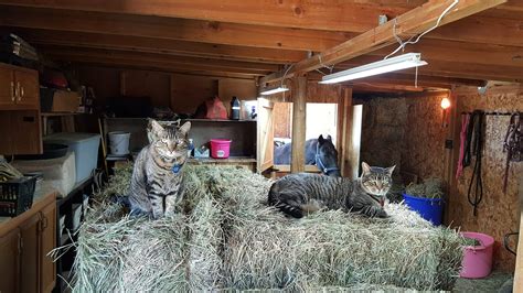 Barn Cats Pets With A Profession Humane Society Of The Pikes Peak Region
