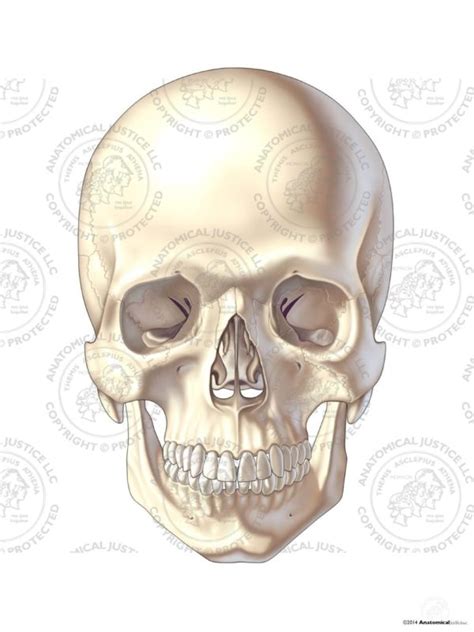 Anterior Anatomy Of The Skull No Text
