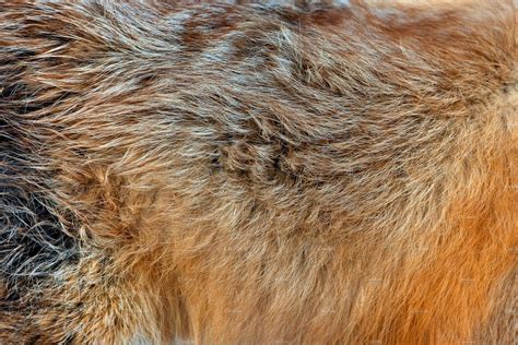Animal Skins Texture Of Red Fox Texture Images Fur Background Fox Stock