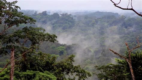 Jungles Of Africa The Camera Flying Over The Rain Forest Beautiful