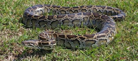 What Do Burmese Pythons Eat Read Before You Feed