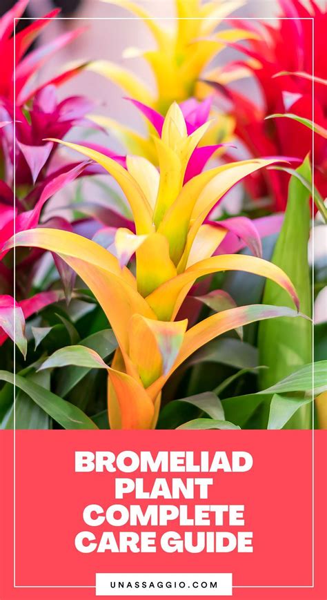 Bromeliad The Complete Growth And Care Guide 2021 Unassaggio In