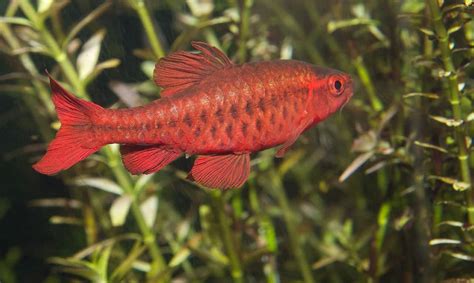 13 Stunning Freshwater Fish That Are Easy To Care For Fishkeeping Advice