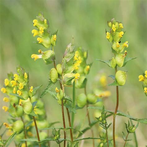 Yellow Rattle Wildflower Seeds From Mr Fothergills Seeds And Plants