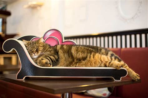 Londons Cat Cafes Feline Like A New Experience Ck Travels