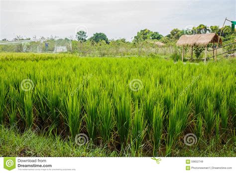 Rice Fields In Thailand Stock Image Image Of Plant Thailand 59652749