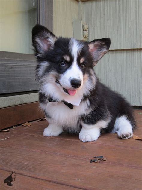Here is the food that we have the puppies on and chews we recommend you can buy both of these at walmart. from Pudge's page. Such a cute tri-colored fluffy corgi Z ...