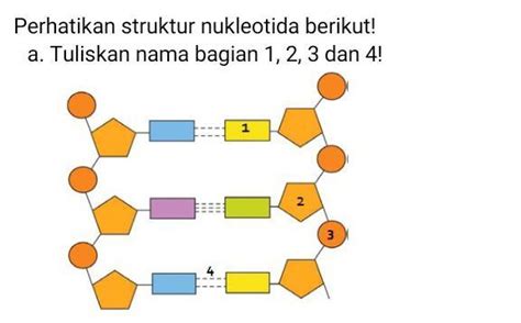 Soal Dan Pembahasan Susunan Nukleotida Dna Rna Atau Kromosom Dna The